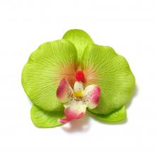 Головка зеленой орхидеи натуральная