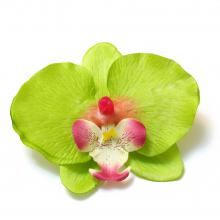 Орхидея зеленая головка