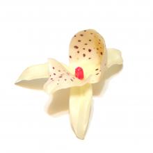 Орхидея головка кремовая
