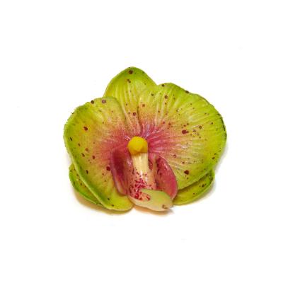 Зеленая маленькая орхидея