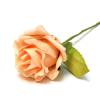 Персиковая свадебная роза