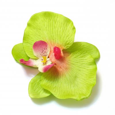Зеленые головки орхидей