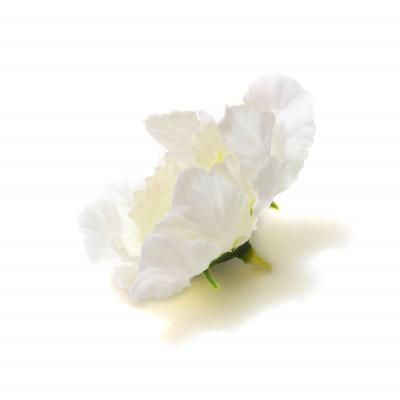 Головка цветка белая вид сбоку